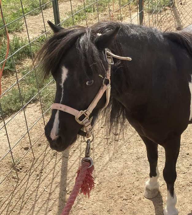 MINI HORSE MARE FOR SALE IN COLORADO