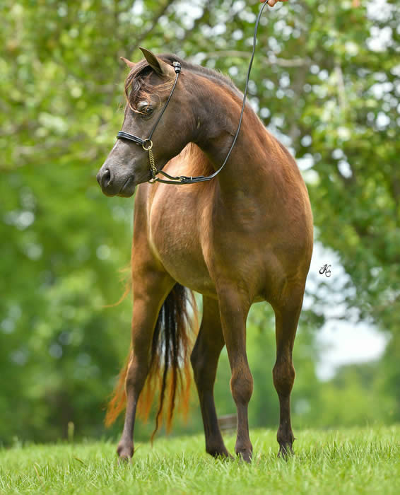 Miniature Mares for Sale from top US breeders