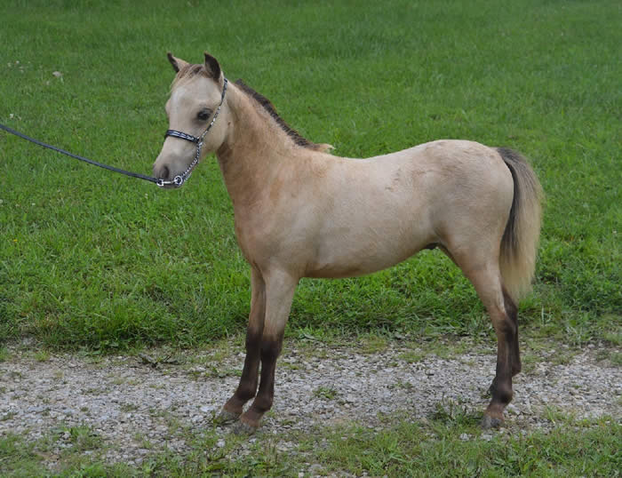 Miniature Weanling Colts offered at