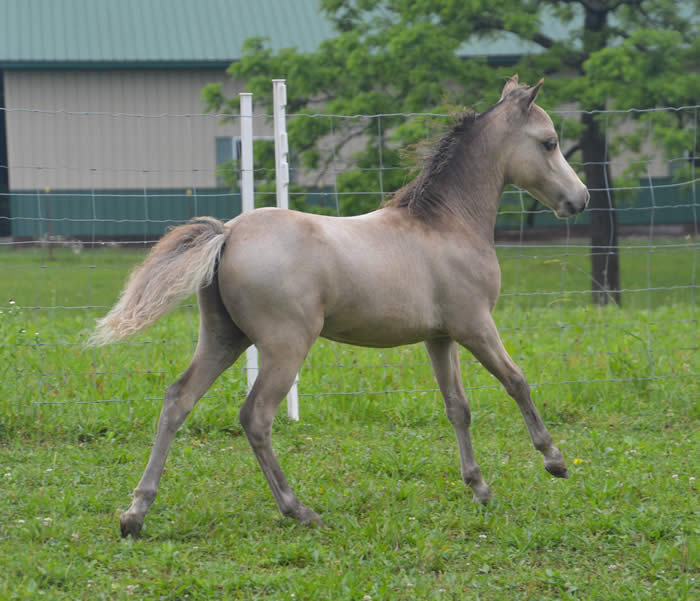 Miniature Weanling Colts offered at