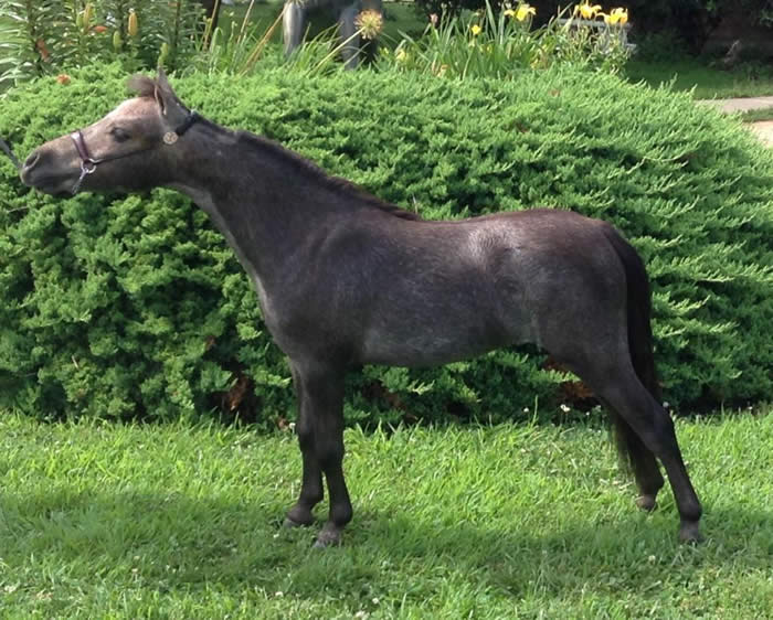 Miniature Horses for Sale