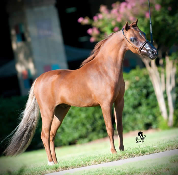 Yearling Colts for sale from MiniHorseSales