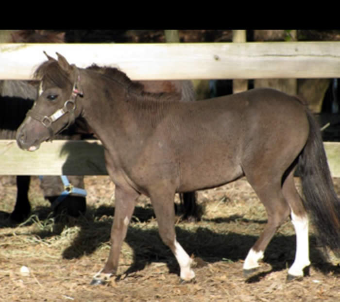 Miniature Stallions for Sale Age 3 & Older