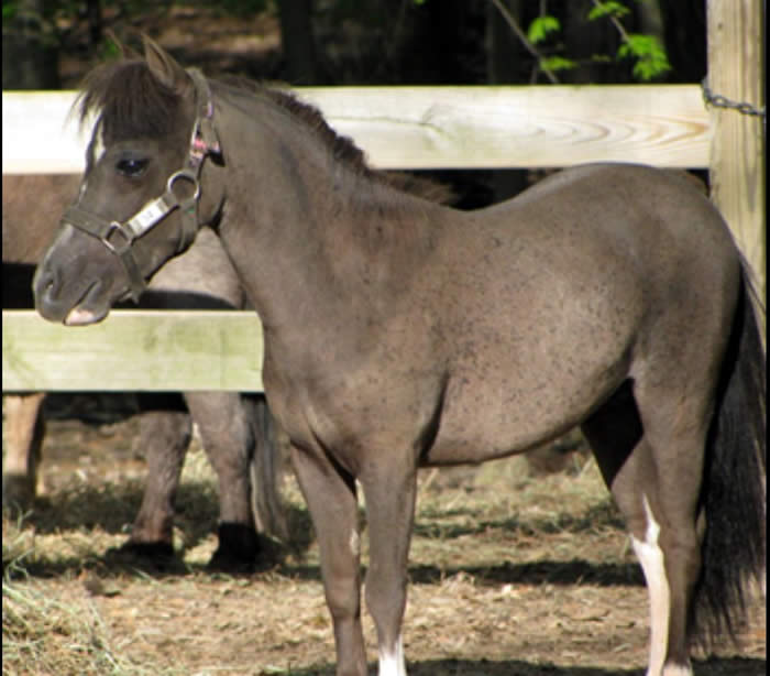 Miniature Stallions for Sale Age 3 & Older