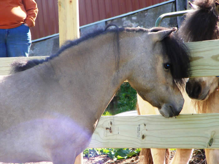 his sire is the epic little kings buck echo