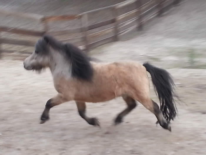 little kings buck echo x lucky harts dark beauty