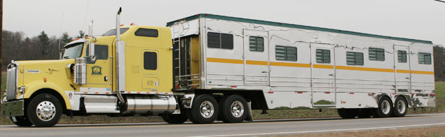 Transport services for Miniature horses