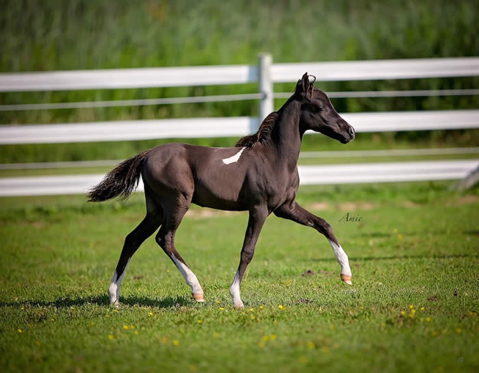 Paint is a yearling colt, in show training now with HHM & will be