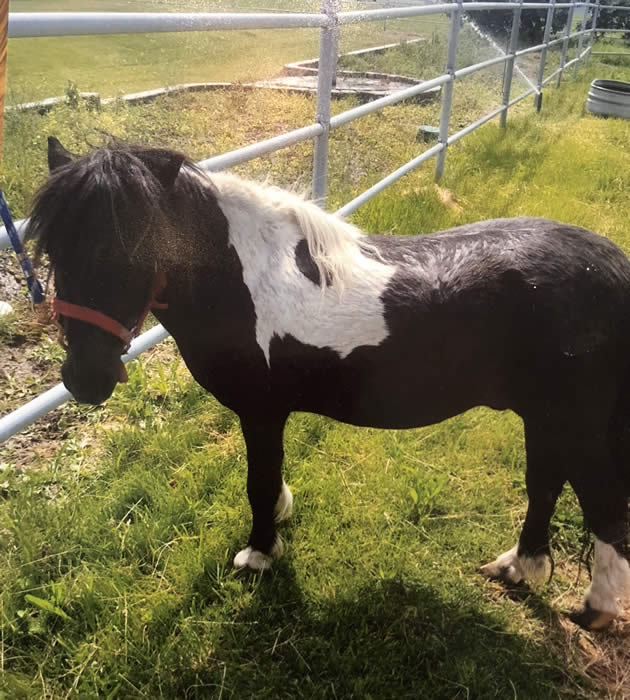 4H Pet Miniature Stallions for Sale to good homes