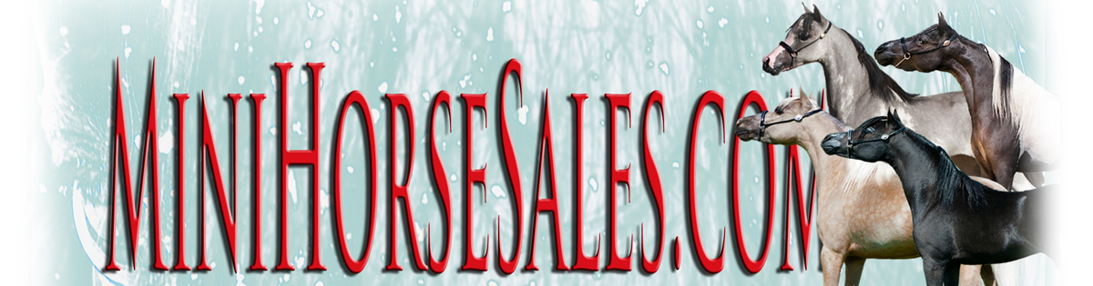 Mini Horse Sales.com header