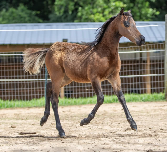 MINI HORSE STALLION FOAL FOR SALE IN MARYLAND