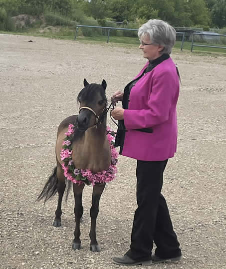 STALLION FOR SALE MINI HORSE SASKATCHAWEN