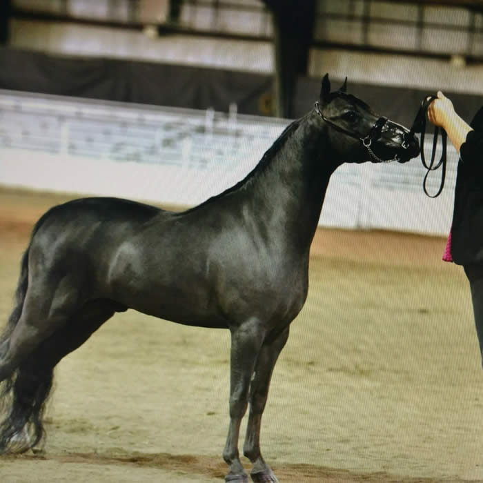 Miniature Geldings For Sale From MiniHorseSales