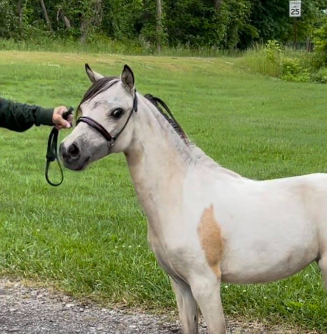 Miniature Horses for Sale