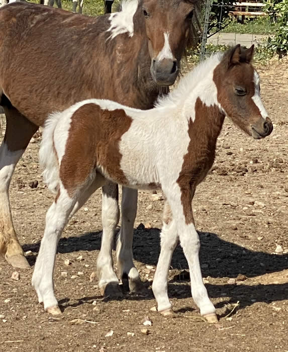 Miniature Horses for Sale