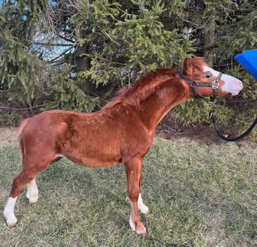 MINIATURE HORSE STALLION FOR SALE IN INDIANA