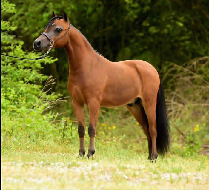 mini horse stallion for sale in texas