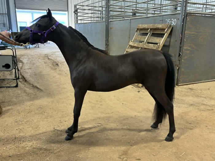 MINIATURE HORSE MARE FOR SALE IN TEXAS