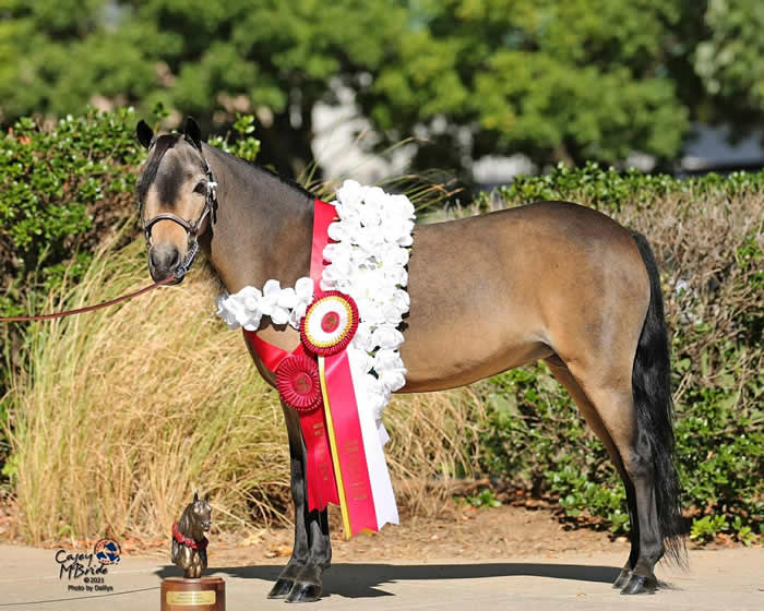 AMHR NATIONAL RESERVE GRAND CHAMPION MARE