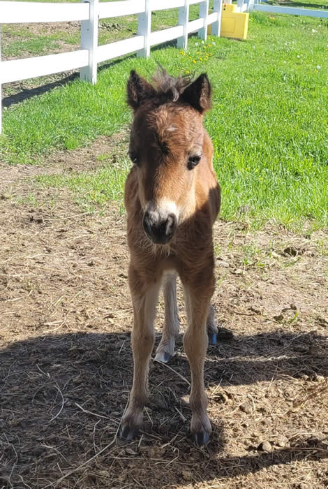 miniature horse stallion for sale