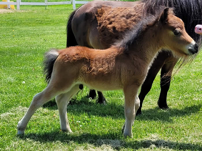 mini horse foal baby for sale
