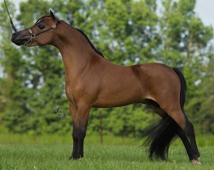 beautiful bay mini horse stallion