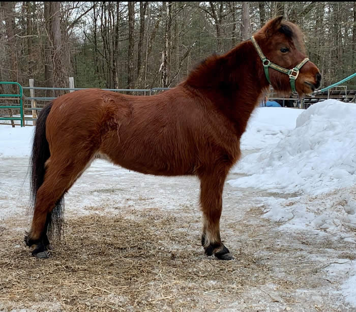Miniature Geldings for Sale from