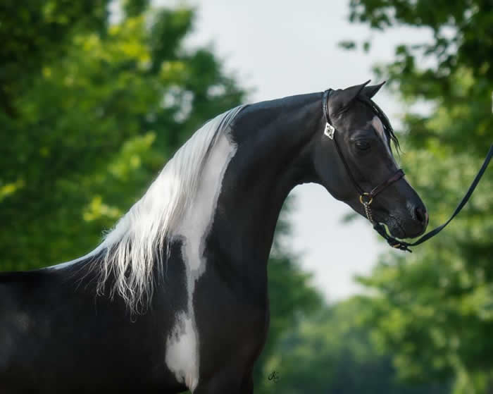 smhc bo dacious shetland stallion