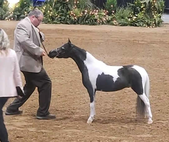 mini horse gelding for sale black pinto 