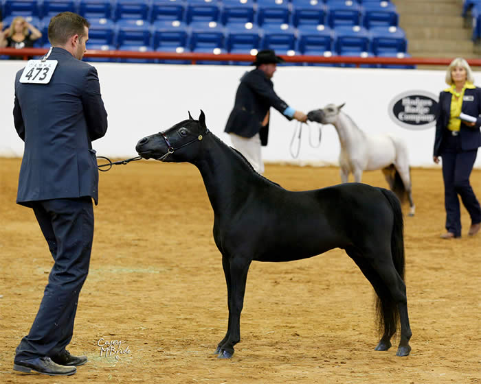 miniature horse stallion for sale in pennsylvania