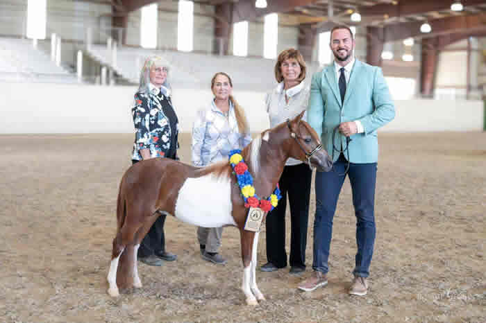 champion miniature horse for sale california