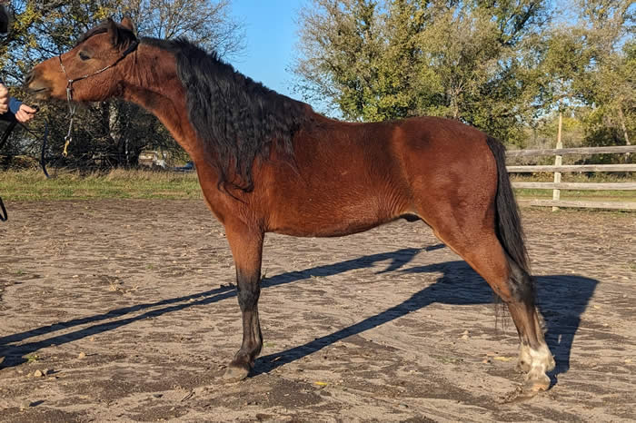 Mini Horse Shetland Stallion standing at stud 