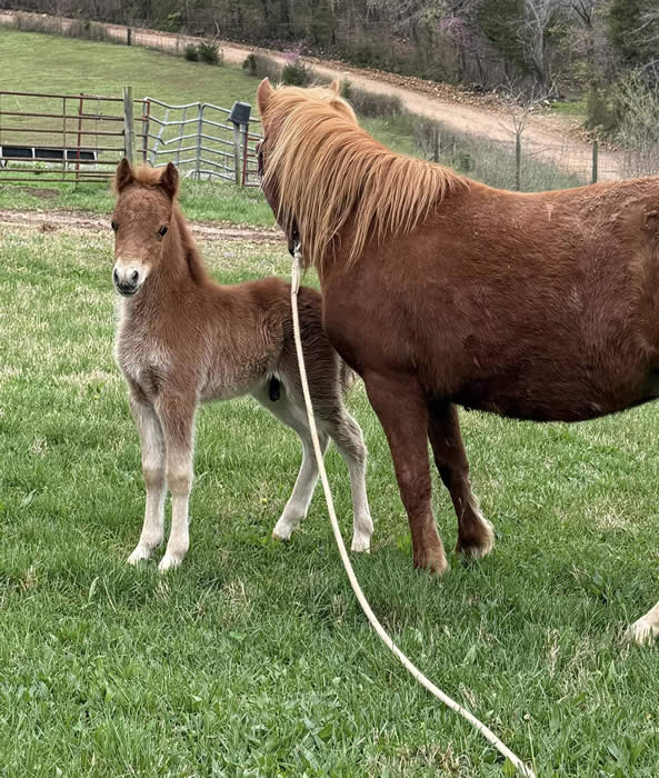 miniature shetland stallion for sale in arkansas