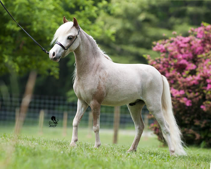 Stallion mimi Mimi (horse)