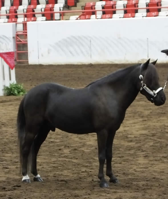 MINI HORSE MINIATURE GELDING FOR SALE