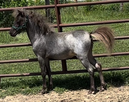 mini horse shetland for sale in ohio