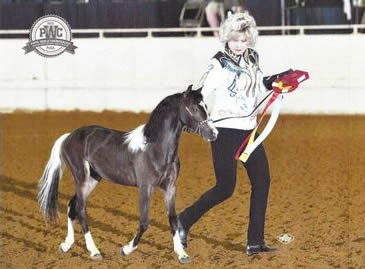 miniature horse stallion standing at stud