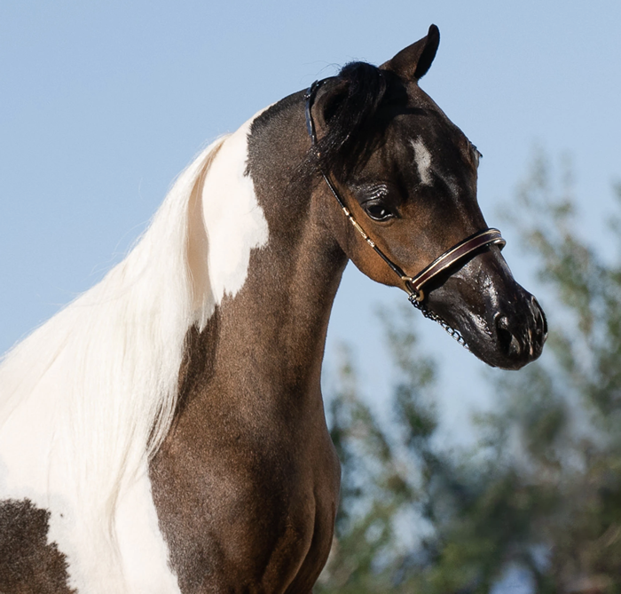 MINIATURE PINTO HORSE FOR SALE IN ALBERTA CANADA