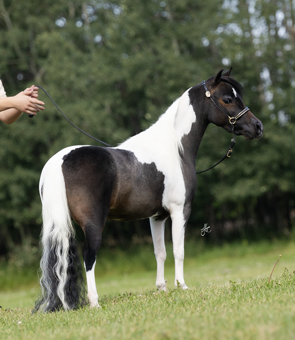 pretty pinto amha mini horse mare for sale in canada