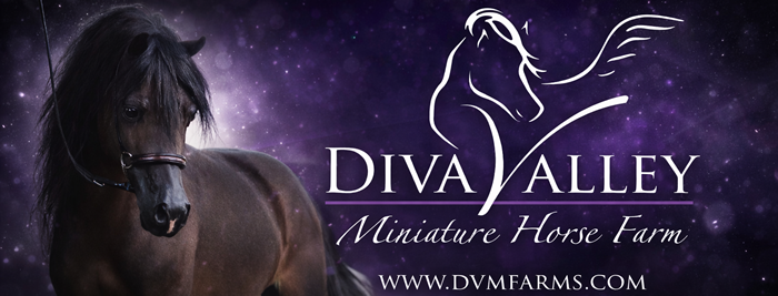 dvm miniature horse farm canton texas