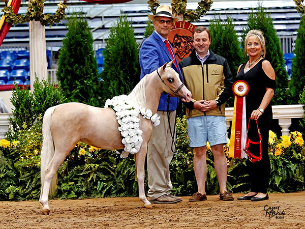 palomino mini shetland show mare for sale