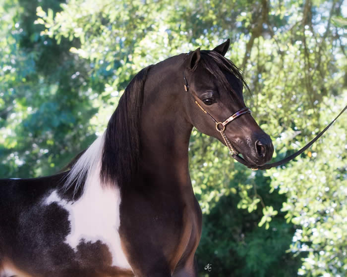 miniature horse shetland stallion for sale in Maryland usa
